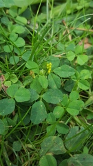 Medicago lupulina