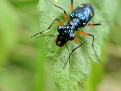 Therates fruhstorferi