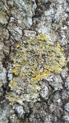 Xanthoria parietina