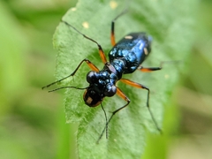 Therates fruhstorferi