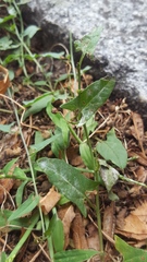 Convolvulus arvensis