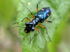 Therates fruhstorferi