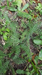 Achillea millefolium