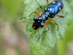 Therates fruhstorferi