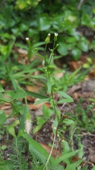 Erigeron canadensis