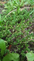 Sedum acre