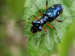 Therates fruhstorferi