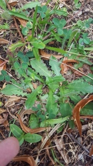 Hypochaeris radicata