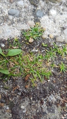 Sagina procumbens