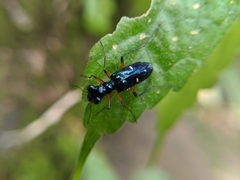 Therates fruhstorferi