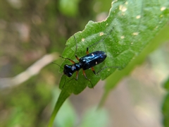 Therates fruhstorferi