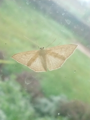 Scopula irrorata