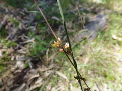 Juncus subsecundus