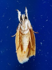 Piloprepes