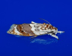 Piloprepes