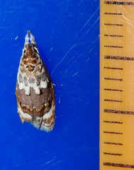 Piloprepes