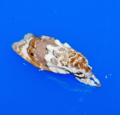 Piloprepes