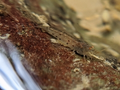 Caridina formosae