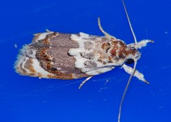 Piloprepes