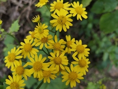 Sinosenecio oldhamianus