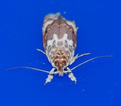 Piloprepes