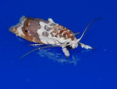 Piloprepes