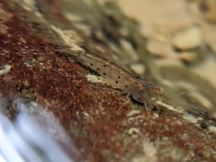 Caridina formosae