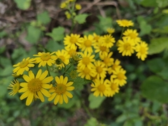 Sinosenecio oldhamianus