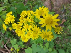 Sinosenecio oldhamianus