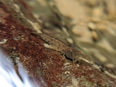 Caridina formosae