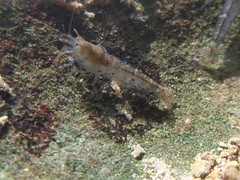 Caridina formosae