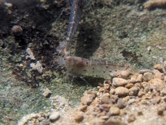 Caridina formosae