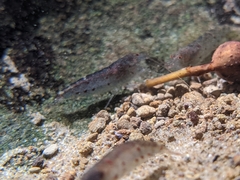 Caridina formosae