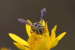 Dianthidium