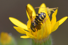 Dianthidium