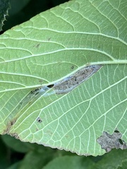 Phyllonorycter lantanella
