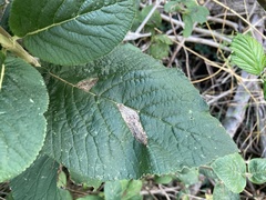 Phyllonorycter lantanella