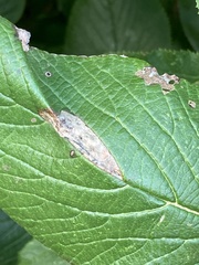 Phyllonorycter lantanella