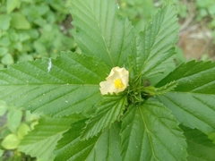 Malvastrum coromandelianum