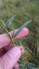 Epilobium leptophyllum