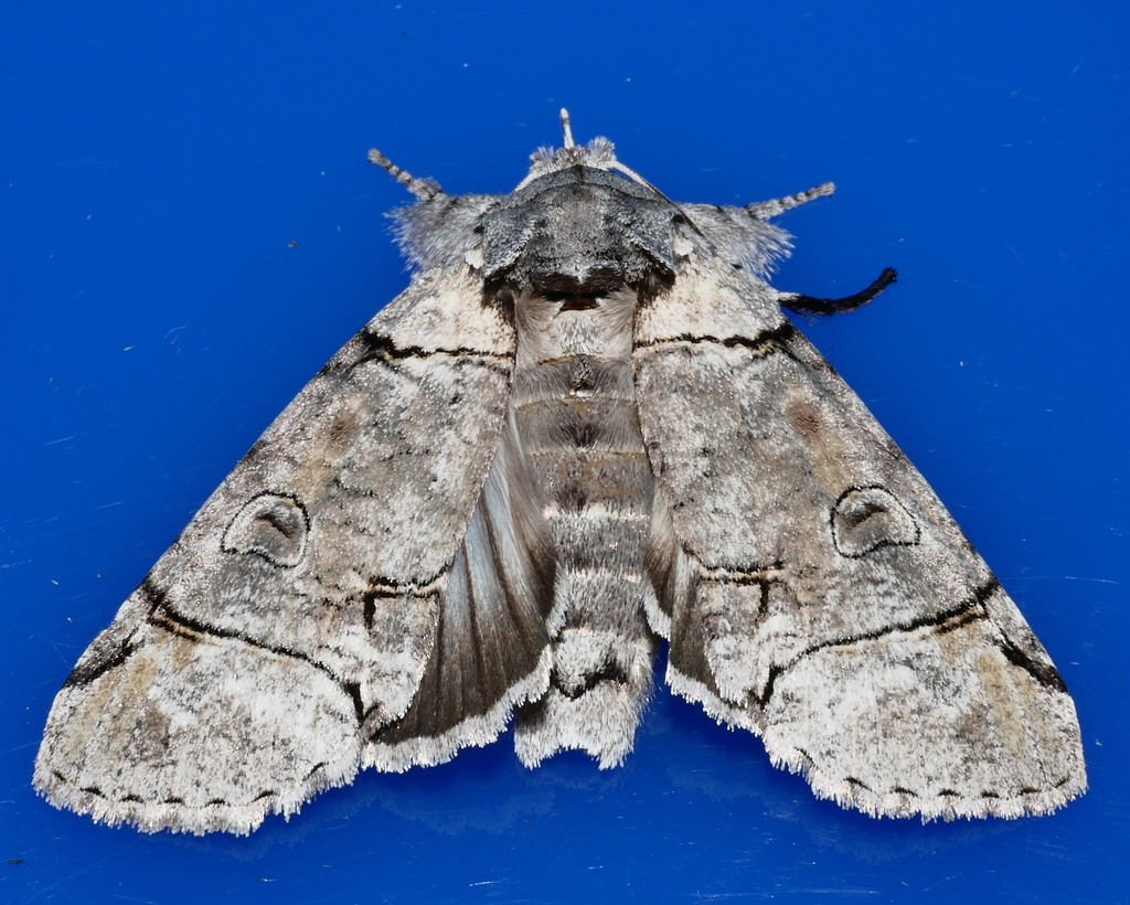 Gadirtha pulchra