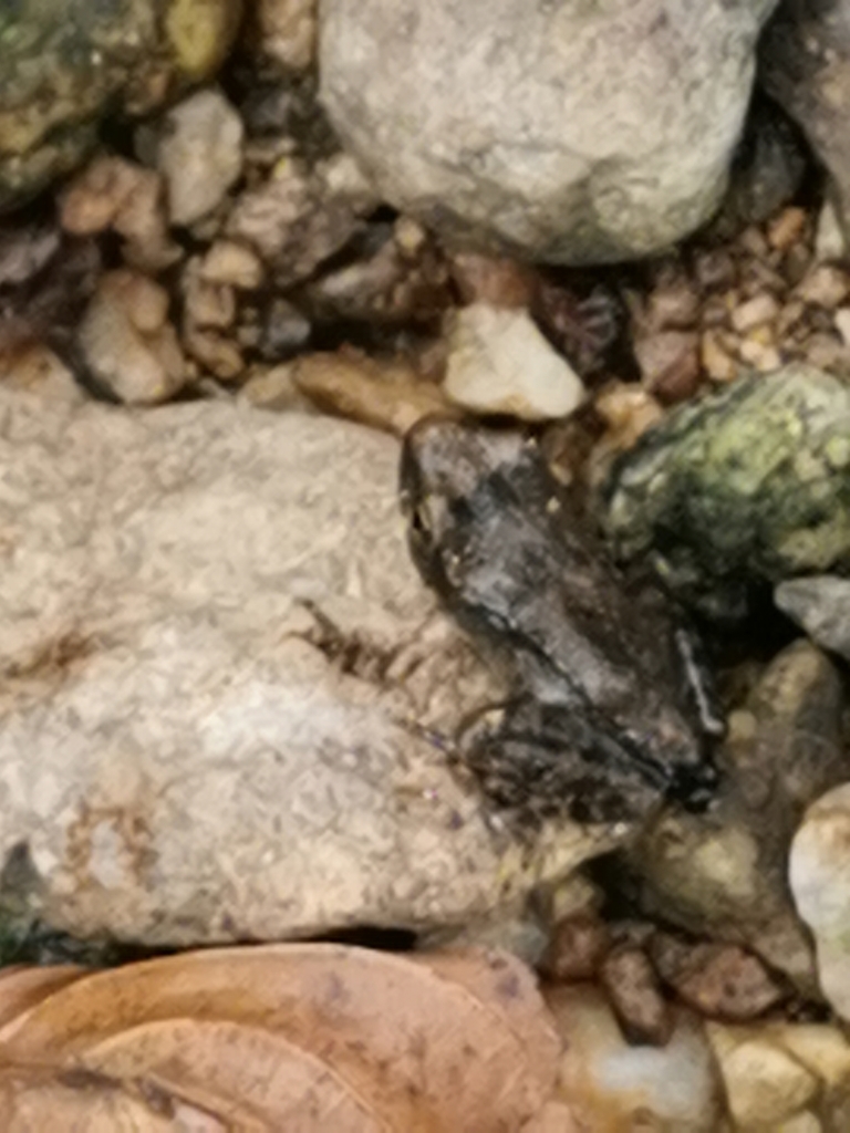 European Common Frog from Elhovets on August 21, 2020 at 11:37 AM by ...