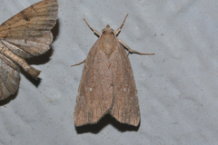 Cutina albopunctella