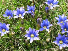 Gentiana laciniata