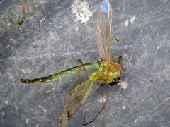 Kiefferulus tendipediformis