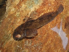 Bullhead photo 3