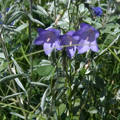 Campanula rotundifolia