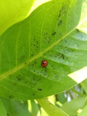 Coelophora inaequalis