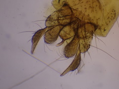 Kiefferulus tendipediformis