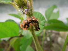 Acronicta rumicis